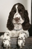 Energihalsband hund klar