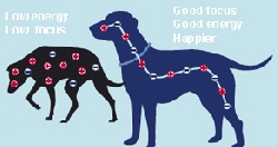 Energy Necklace Dog transparent