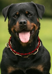 Energy Necklace Dog red