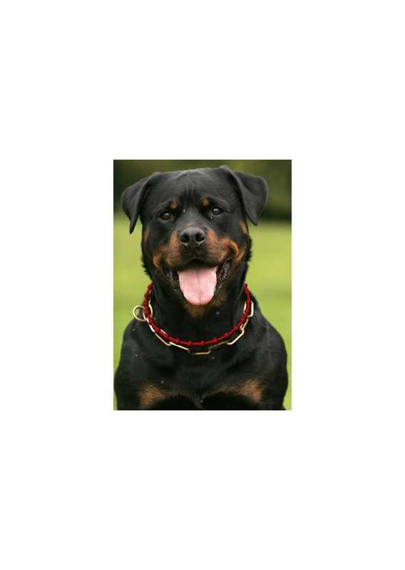 Energy Necklace Dog red