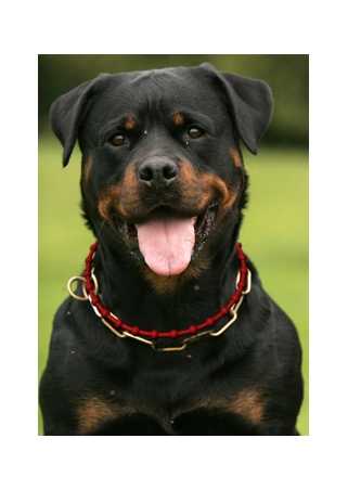 Energy Necklace Dog red