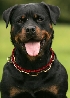 Energy Necklace Dog red