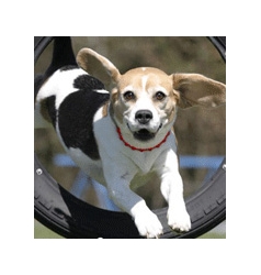 Energy Necklace Dog red