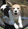 Energy Necklace Dog red