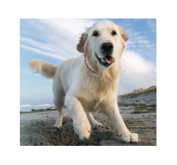 Energy Necklace Dog red