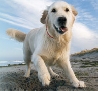 Energy Necklace Dog red