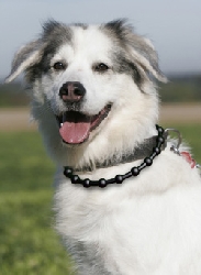 Energy Necklace Dog black