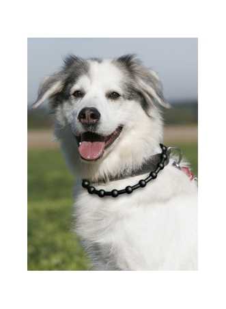 Energy Necklace Dog black