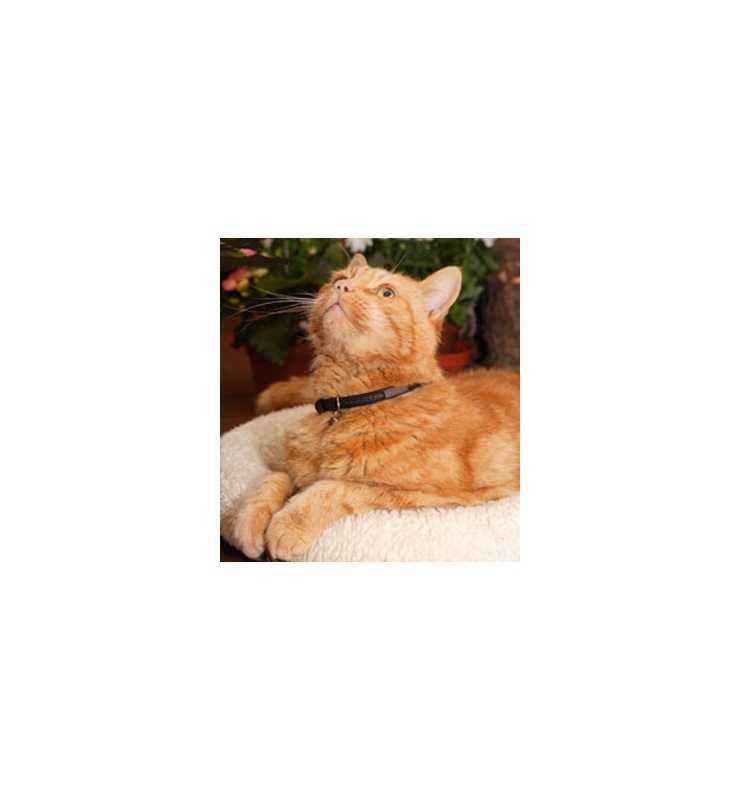 Magnet-halsband katt djupgående bioflow