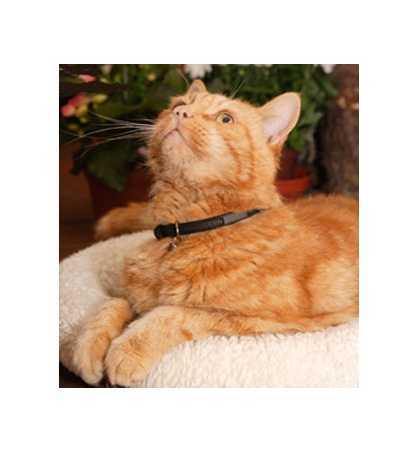 Magnet-halsband katt djupgående bioflow