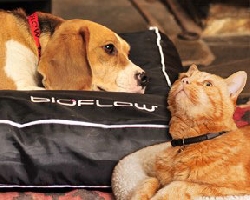 Dog Cat Magnetic Bed bioflow
