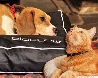 Dog Cat Magnetic Bed bioflow