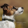 Dog Collar Magnetic bioflow max 45 cm green