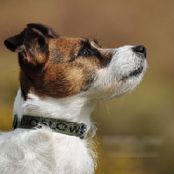 Hundhalsband magnetiskt bioflow max 65 cm grönt