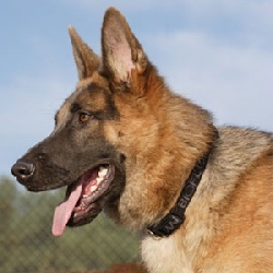 Dog Collar Magnetic bioflow max 45 cm black