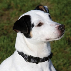 Dog Collar Magnetic bioflow max 65 cm black